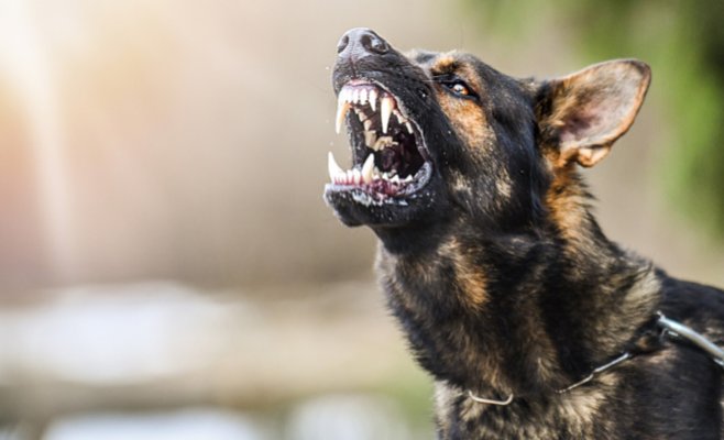 Владелец собаки не предстанет перед судом: пострадавшей женщине выплатили компенсацию и оплатили лечение