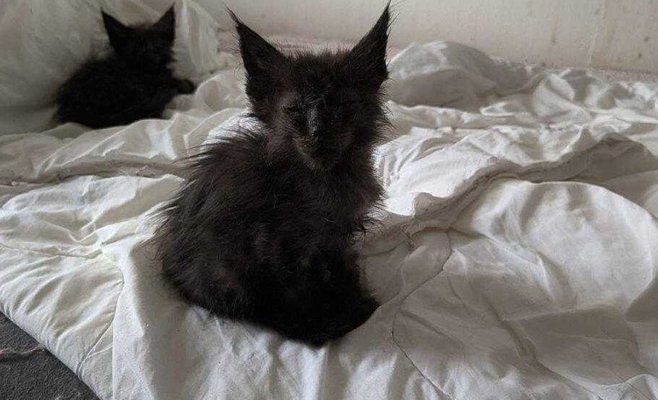 Женщина держала в квартире 45 кошек в ужасающих условиях. Во время проверки она ударила инспектора по голове