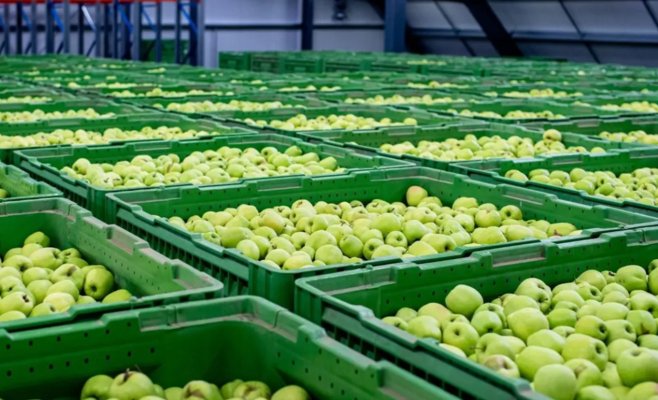 Чешские яблоки в исследовании экологов: больше вредных веществ, но значительно ниже допустимых норм