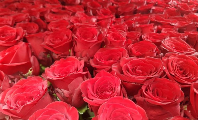 Розы на День святого Валентина подорожают на десятки процентов — большинство цветов будут импортными