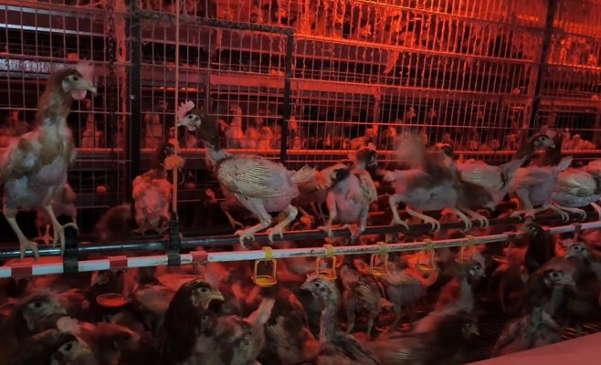 Истощённые куры без перьев и взаимный каннибализм. Ветеринары вмешались в хозяйство под Брно