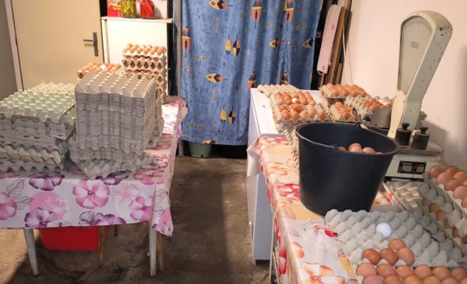 Истощённые куры без перьев и взаимный каннибализм. Ветеринары вмешались в хозяйство под Брно