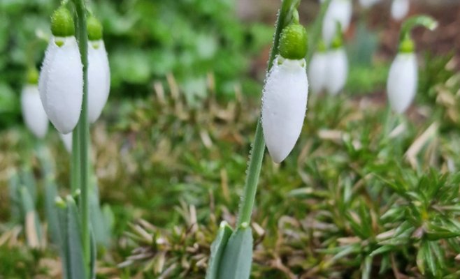 Весна заявит о себе: к концу недели в Чехии потеплеет до 17 градусов