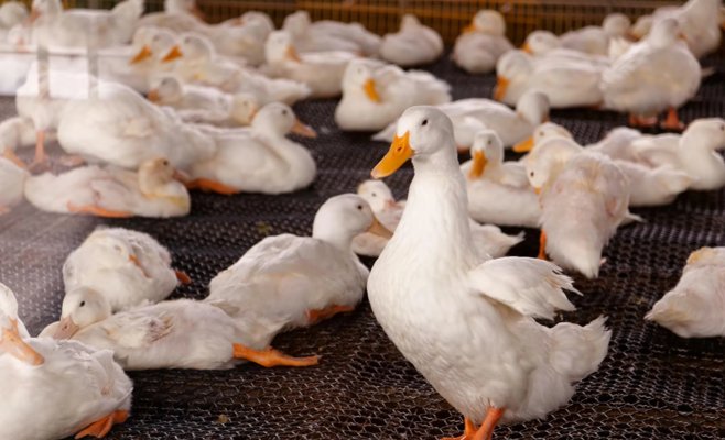 В Краловеградецком крае выявлен третий очаг птичьего гриппа: вирус поразил уток в Нове-Место