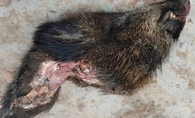 Мафиозные методы в Праге: советнику политика подбросили отрубленную голову кабана