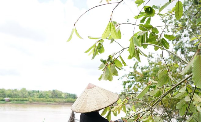 В Чехии 17 человек погибли из-за кратома. Вещество по-прежнему продается легально