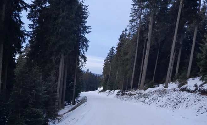 Гигантский штраф для чиновницы: она пыталась узаконить самострой, уничтоживший лес у Клиновца