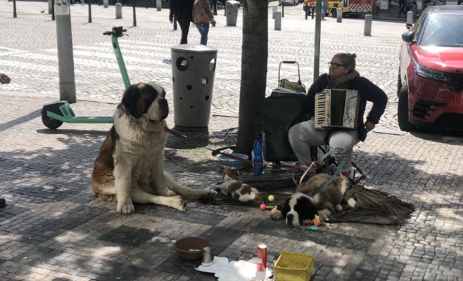 В Польше жестко пресекли бизнес румынского клана с сенбернарами. У них изъяли животных