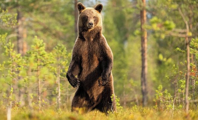 Медведь напал на мужчину прямо в словацкой деревне — прыгнул ему на спину