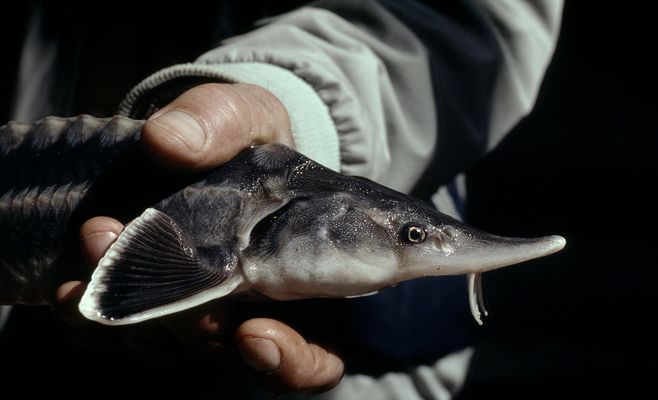 WWF: за 10 лет в Европе изъяли более 6,5 тонн незаконно выловленных осетров