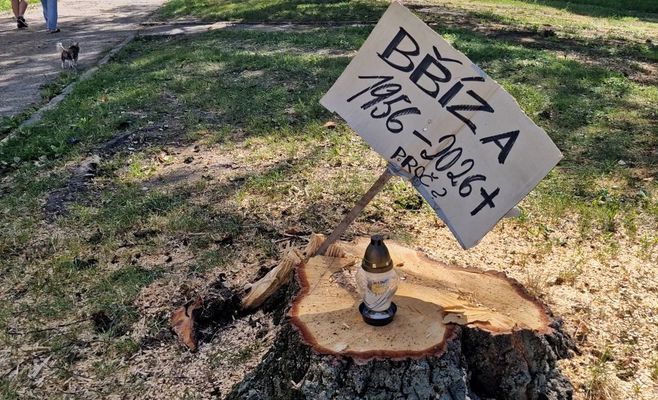 В Гавличкув-Броде вырубили деревья не в сезон — под угрозой штраф в миллион крон
