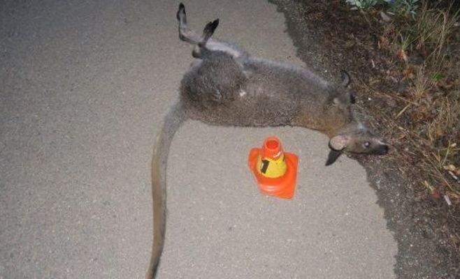 Driver hits kangaroo in Haná region: animal dies at the scene