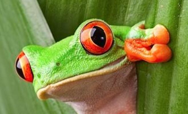 FOR PETS 2027 — выставка для любителей животных