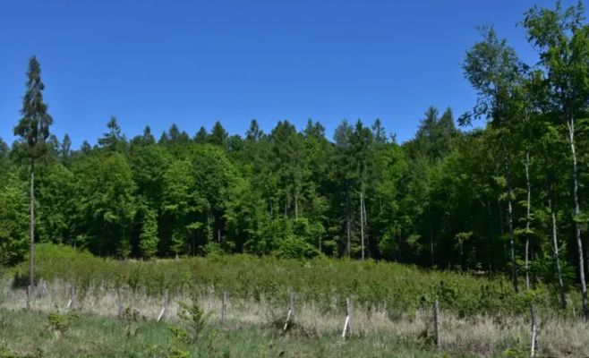 Czech scientists: forests store carbon in the soil — but only if the forests themselves survive