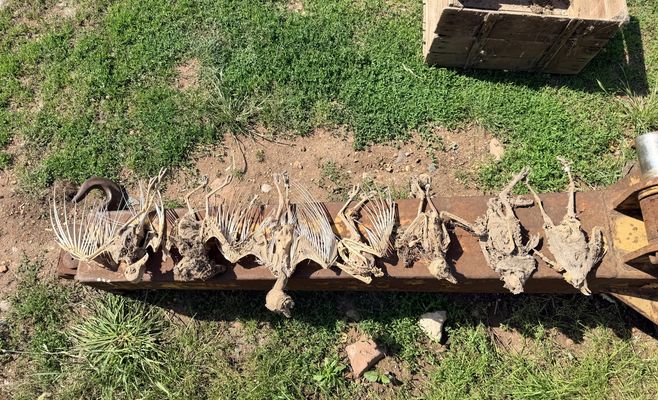 Barrels, Pipes and Chimneys: How Everyday Objects Become Deadly Traps for Birds