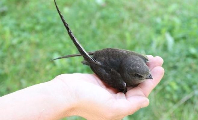 Czech wildlife rescue stations report record surge in animals — up 21% year-on-year