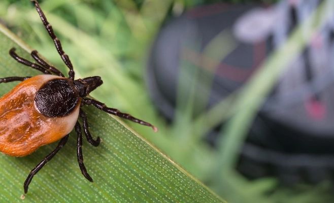 Tick-borne encephalitis is more dangerous than it seems: nearly half of patients suffer lingering effects six months later