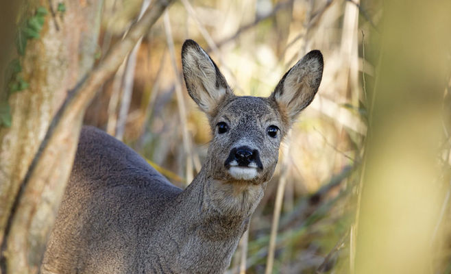 Scent barriers installed near Trhová Kamenice to keep wildlife off the road