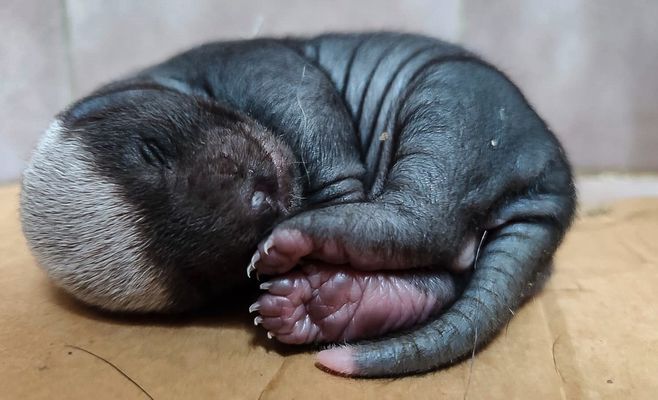Honey Badger Born at Dvůr Králové Zoo — the Only Successful Birth of Its Kind Worldwide This Past Year