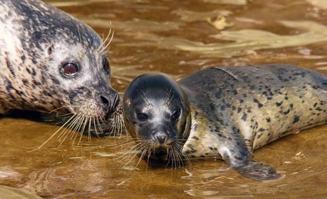 Seal pup, lynx kittens and a rare aardvark: Czech zoos show off their summer babies
