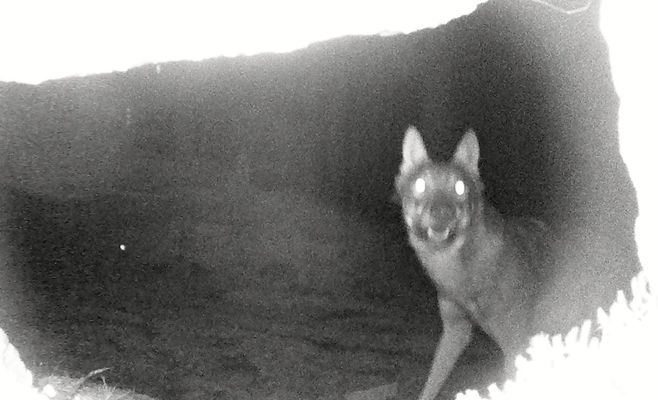 New Wolf Packs Discovered in the Jizera Mountains — But Signs of Poaching Also Found