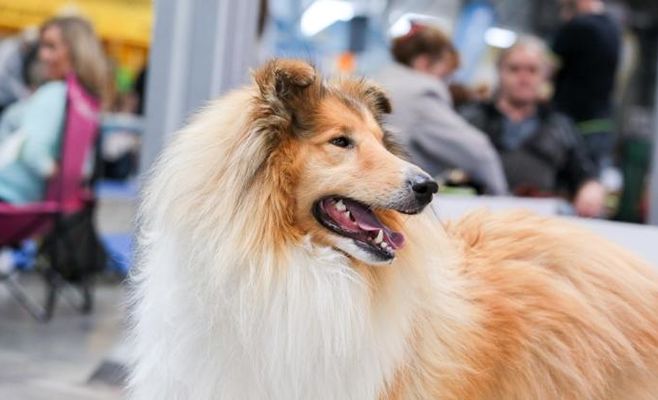 TRIOCACIB Прага Expo Dog 2026 — международная выставка собак