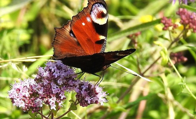 In České Budějovice, blooming wildflower strips in Stromovka Park are attracting rare insects