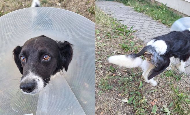 У Домажліце господар покинув тяжкохворого пса біля воріт притулку