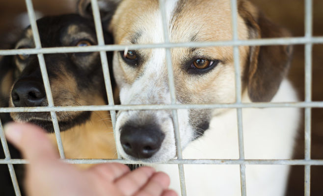 Shelter in Lanškroun Raises Funds to Treat Eight Neglected Dogs