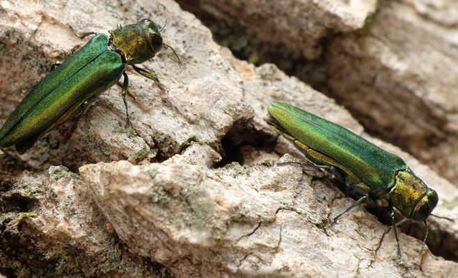 Dangerous Ash-Killing Beetle Found Just 250 km from Czech Border