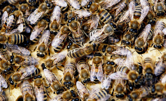 Man Releases Swarm of Bees Right Outside Shop Entrance at Gas Station in Jablonec nad Nisou