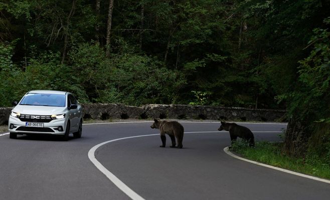 20 bears emerged onto a Carpathian mountain road in Romania in just three hours — tourists fed them by hand