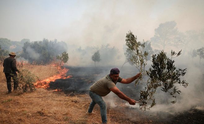 Olive Oil Prices Set to Rise as Heat and Wildfires Devastate Mediterranean Harvest