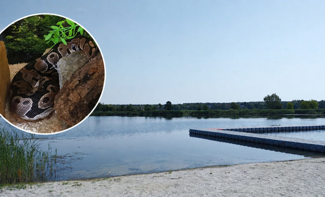 Woman Shows Up at Polish Beach With Two Pythons Around Her Neck — Police Called In