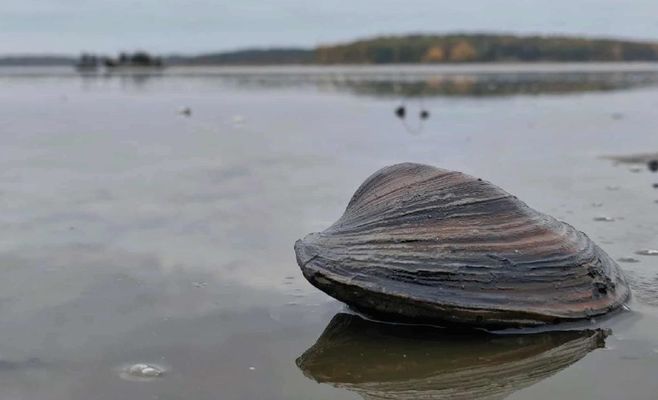 Рибгоспи Тршебоня почали аварійний вилов риби через небувалу посуху