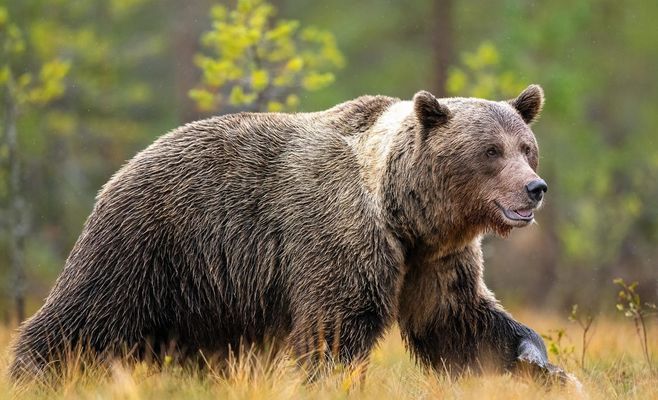 У Словаччині ведмідь напав на велосипедиста і покусав його