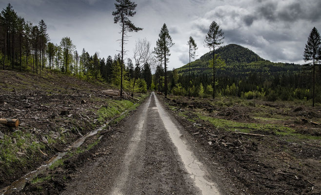 Vysočina's Forests After the Bark Beetle Invasion: More Diverse, But Harder to Manage