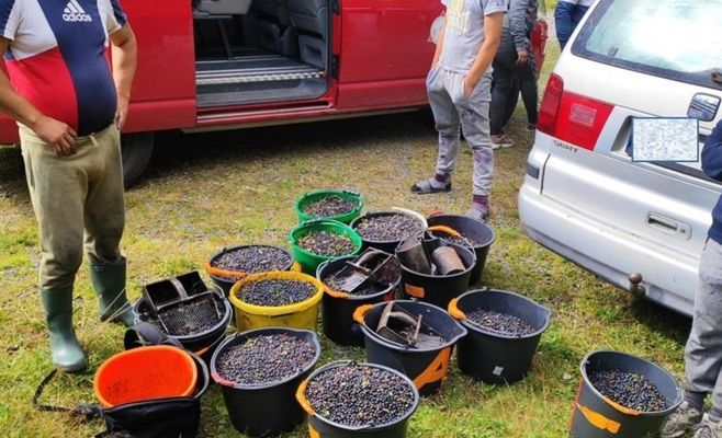 Cyclists and blueberry pickers come to blows over a bucket of berries in Šumava