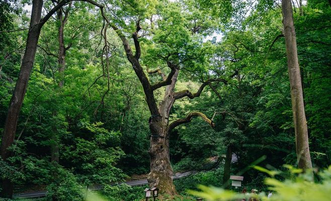 У Чехії обирають «Дерево чверті століття»: голосування за 13 фіналістів