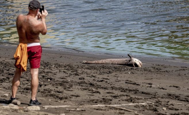 Уровень Орлицкой водохранилища упал за неделю на метр, погиб гигантский сом