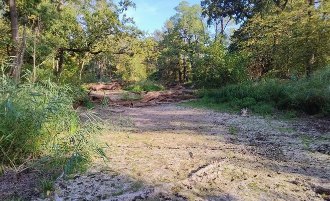 Заповедник Соутек на юге Моравии высыхает: гибнут деревья и луга