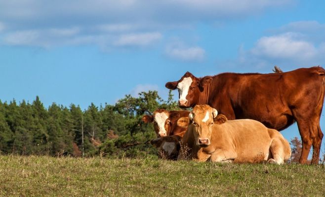 Посуха в Чехії змушує фермерів розпродавати худобу через нестачу кормів