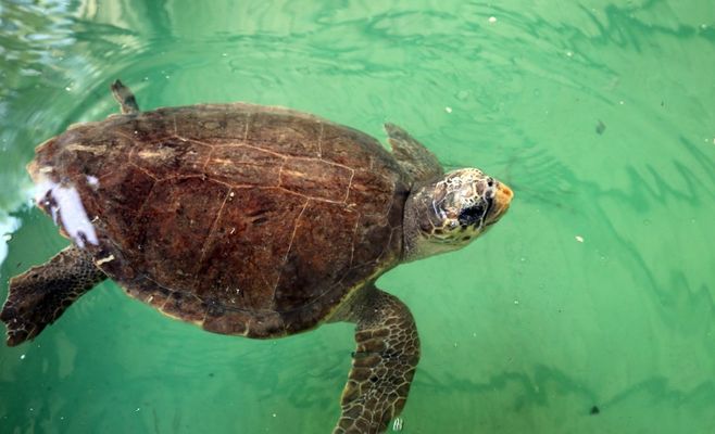 Sea turtle keeps attacking swimmers in Croatia, and authorities can't relocate it