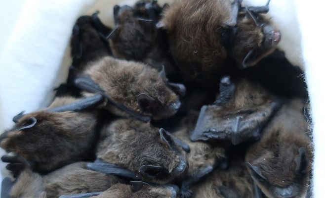 Czechia Sees Sharp Rise in People Bitten by Bats