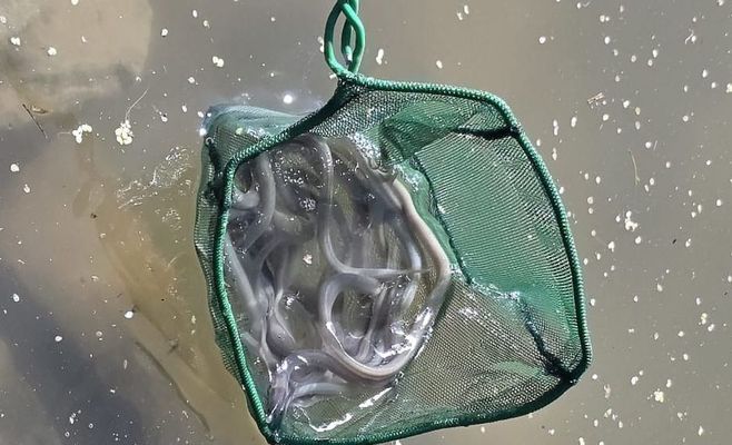 Вугор стає дедалі рідкіснішою рибою в чеських водах через зміни клімату