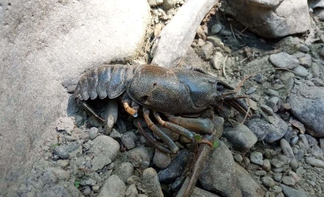 Drought Dries Up Stream in Moravian Karst, Killing Dozens of Crayfish
