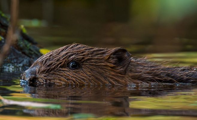 Beavers Are Saving Czech Rivers from Drought: The Example of Kateřinský Stream