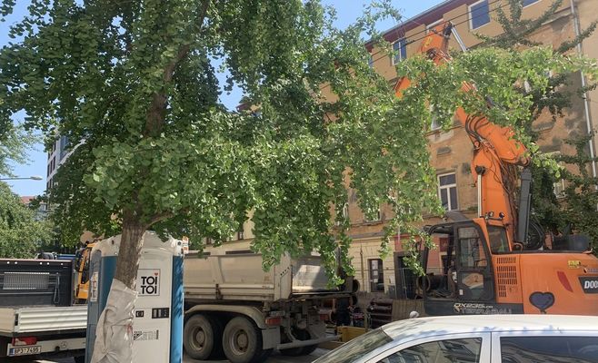 У Брно через ремонт каналізації хочуть зрубати 30-річне дерево гінкго — мешканці протестують