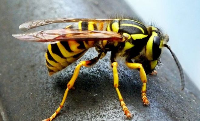 Heatwave Triggers Wasp Boom in Czechia, Entomologists Explain Why