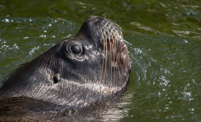 Sea lion Hugo dies at Liberec Zoo — a doll's head found in his stomach